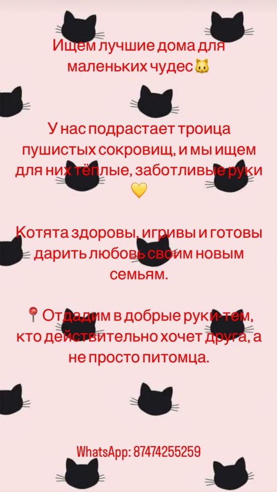 котята в добрые руки