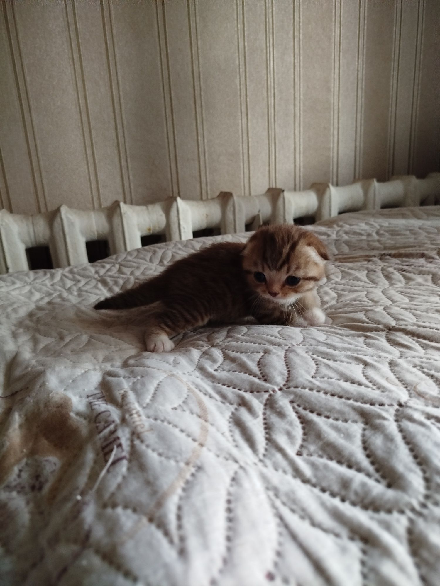 Продам кошечку британку