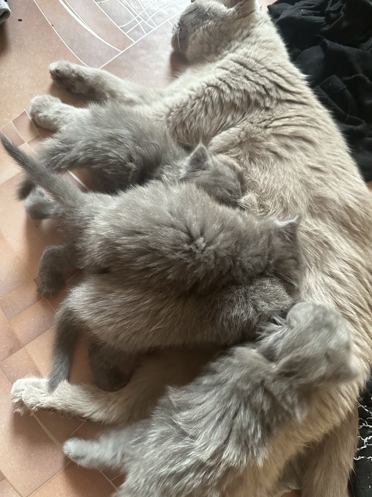 Продам котят британцы
