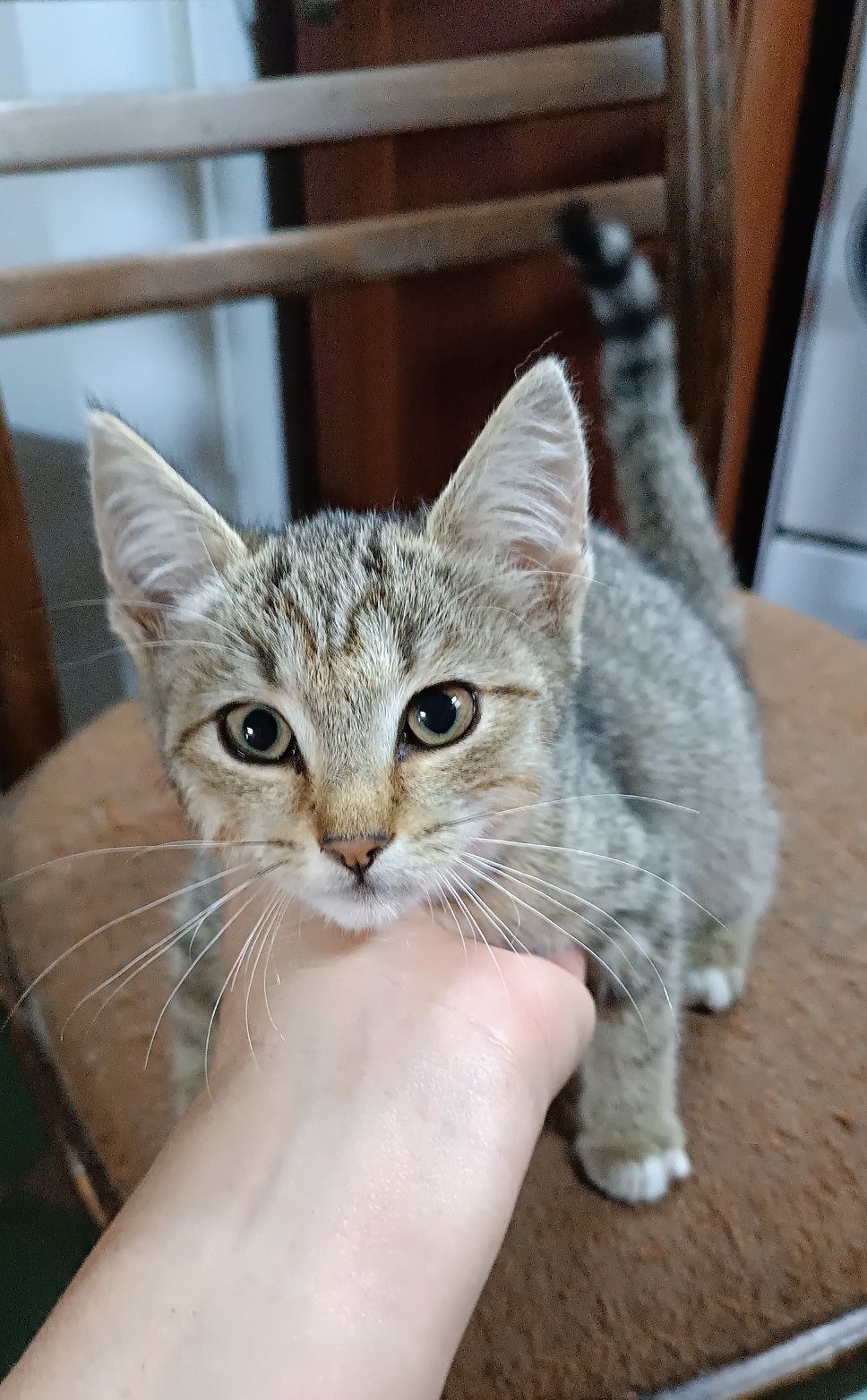 Отдаем котенка девочку