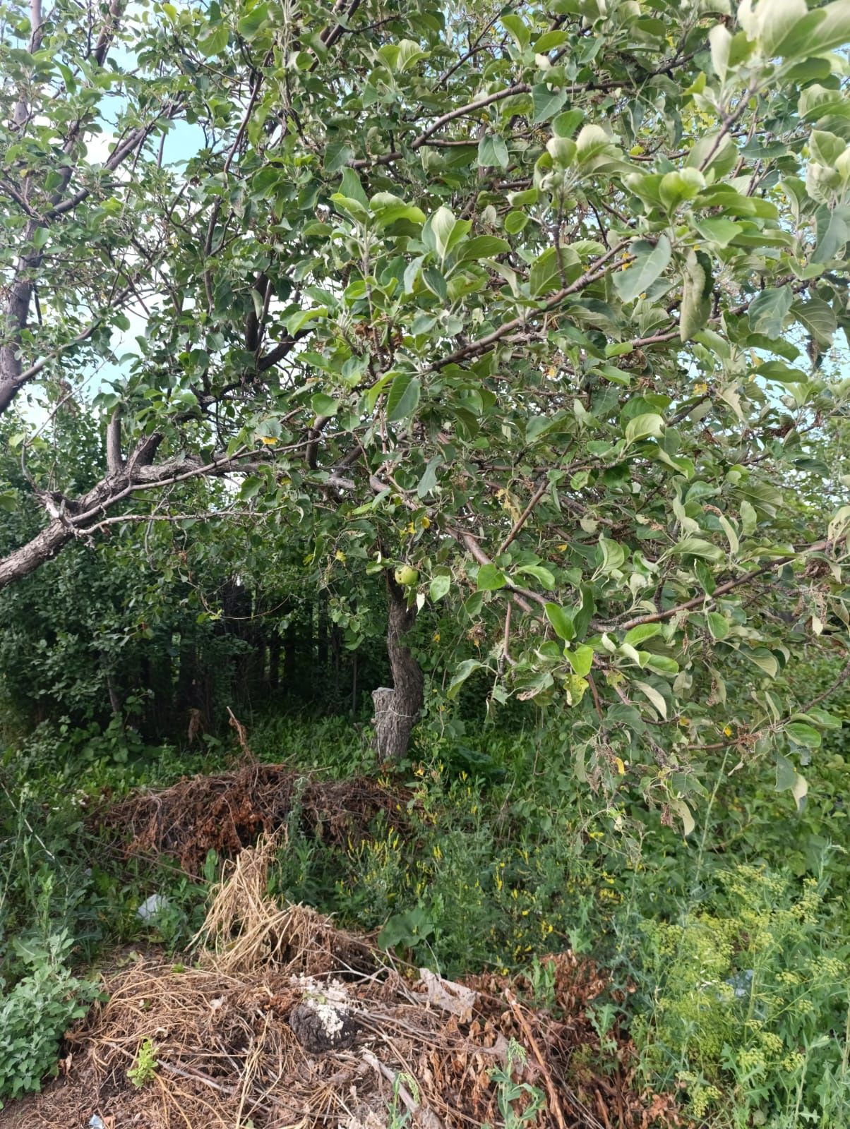Продаю дачу на ДСК