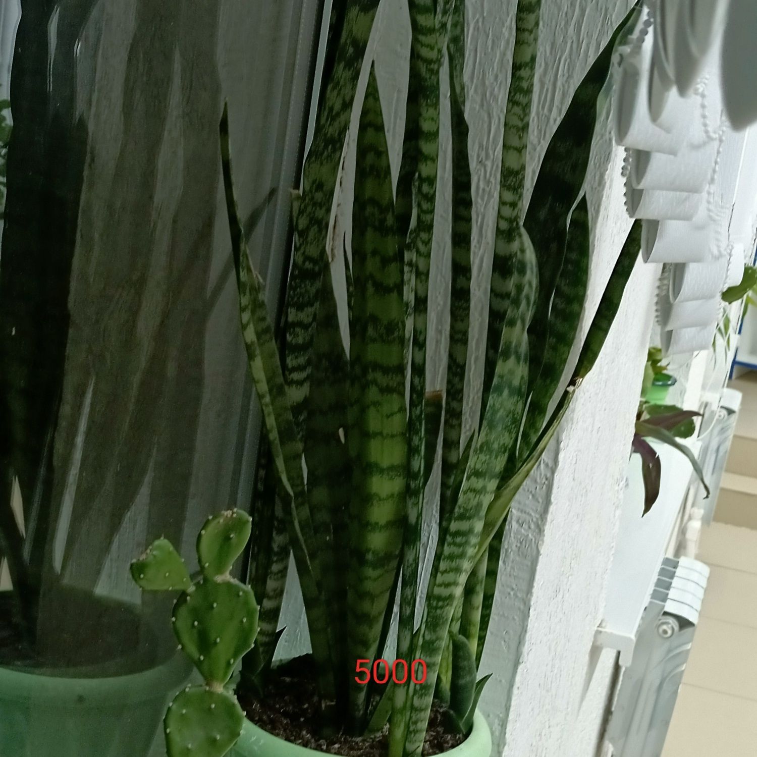 Продам цветы для дома и офиса