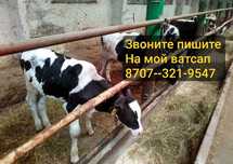 Продам aberdinskix телят