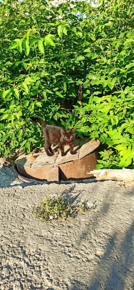 Котята в добрые руки.