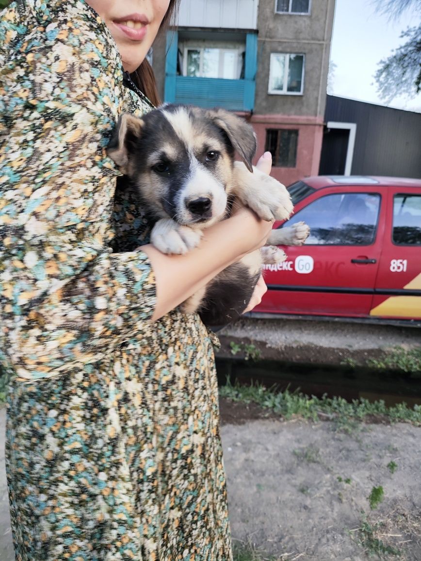 Щенок девочка в надёжные руки