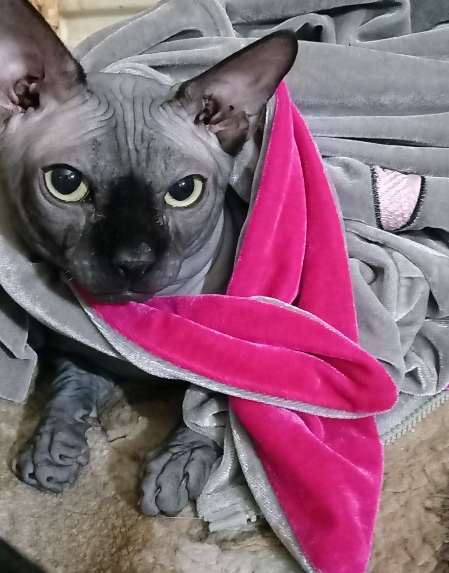 Кот сфинкс для вязки