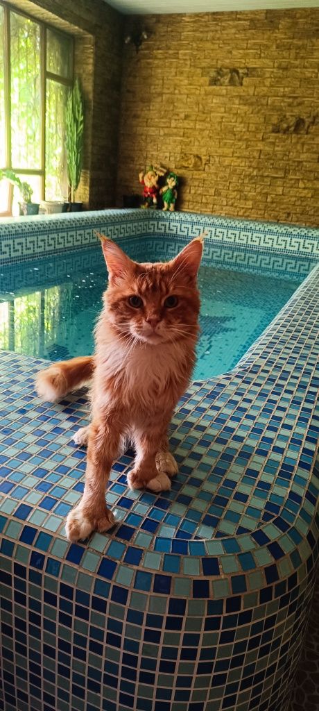 Котята мейкунчики