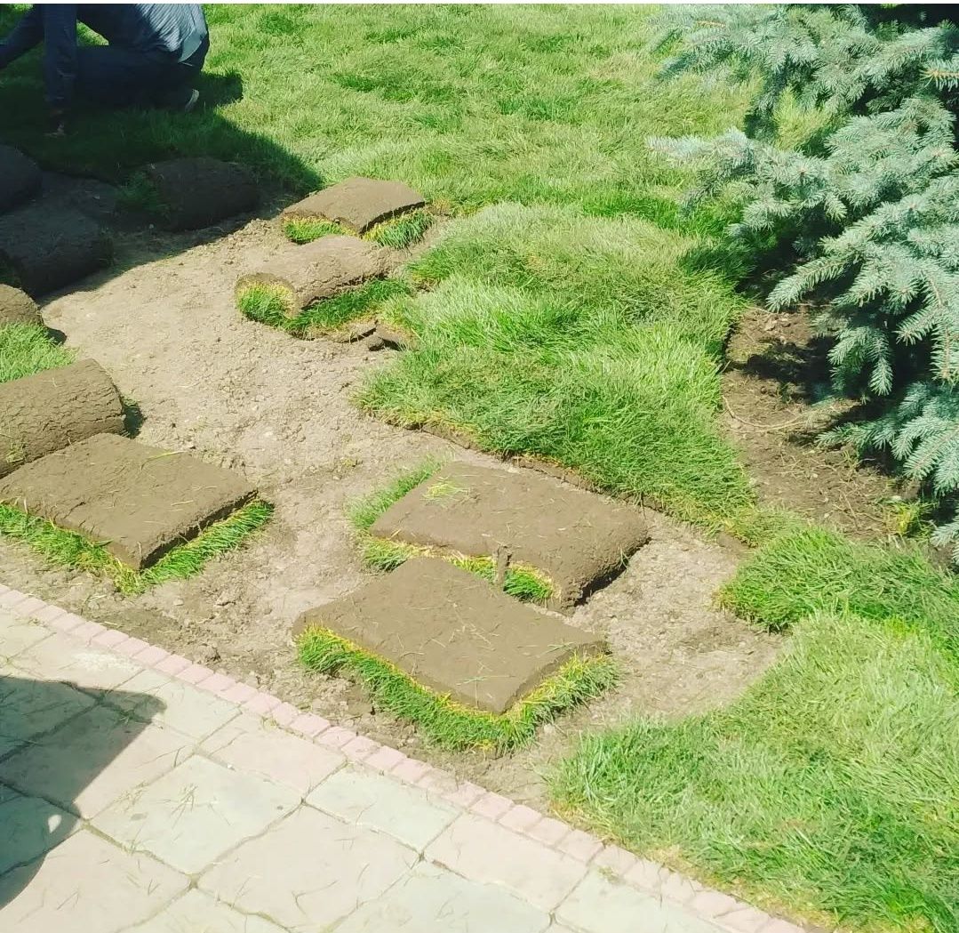 Газон рулонный Johnsons