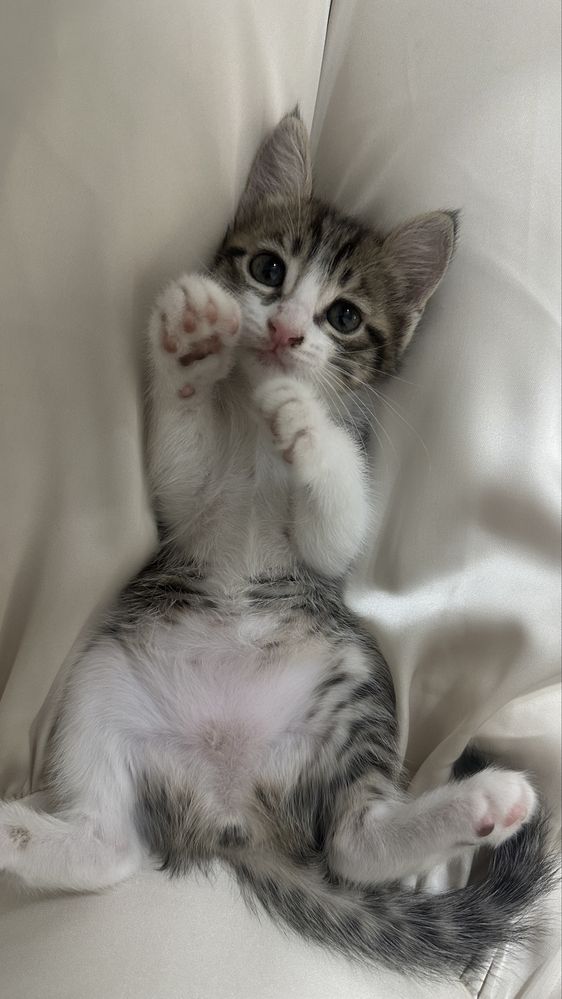 Отдам котят в добрые руки