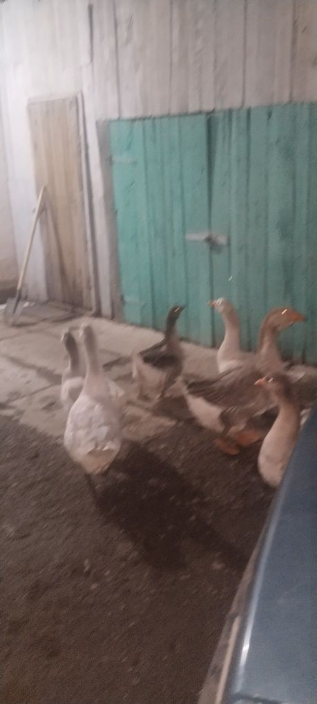 Продам гусей крупно серые