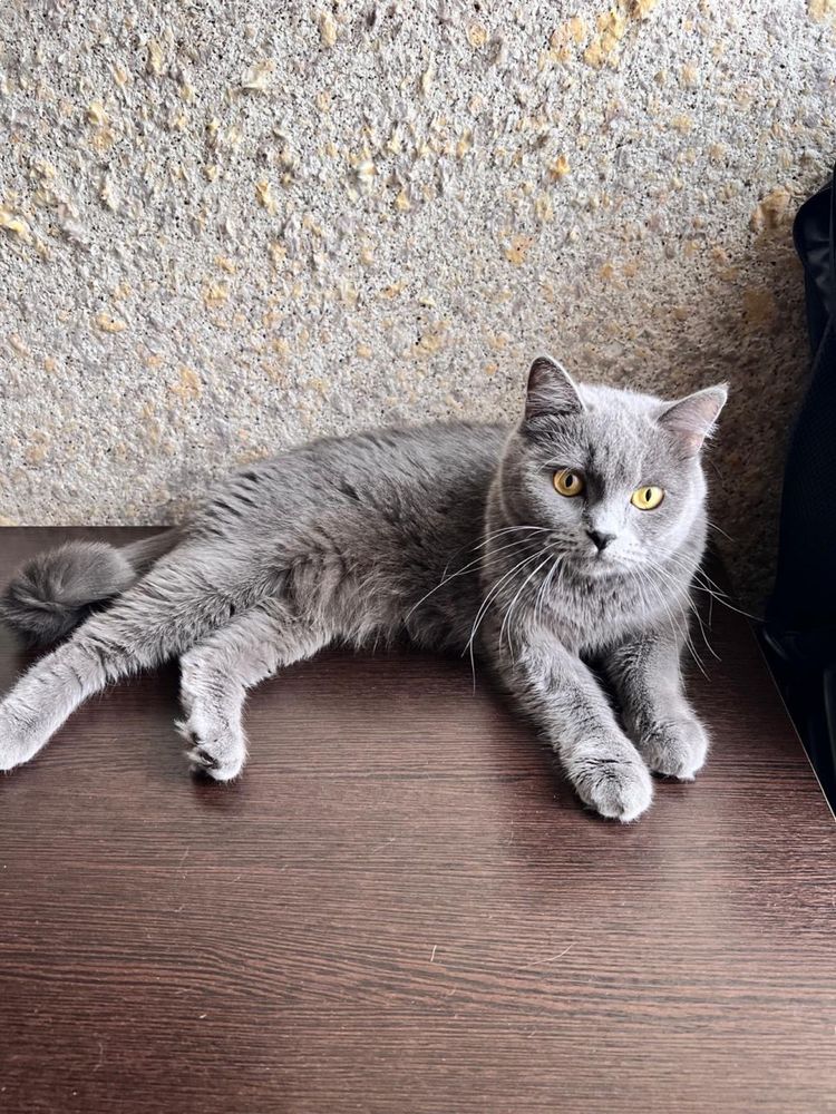 Кошка отдадим в добрые руки