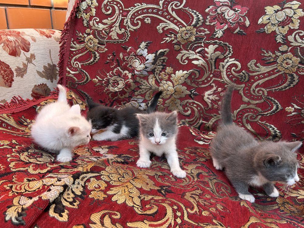 Котята, 5 штук, мальчики и девочки, в добрые руки бесплатно