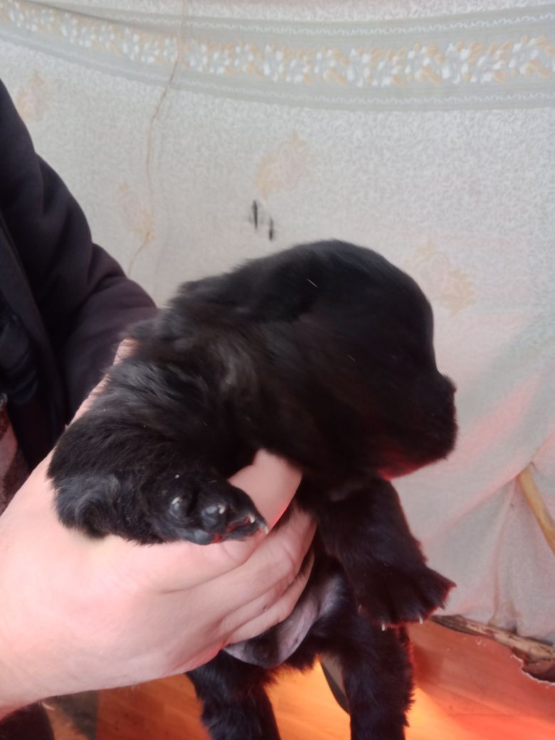 Продаётся щенок чау-чау