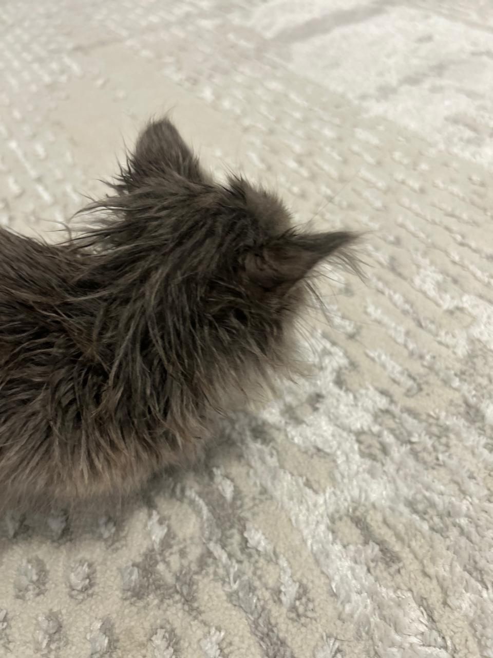 Котенок в добрые руки