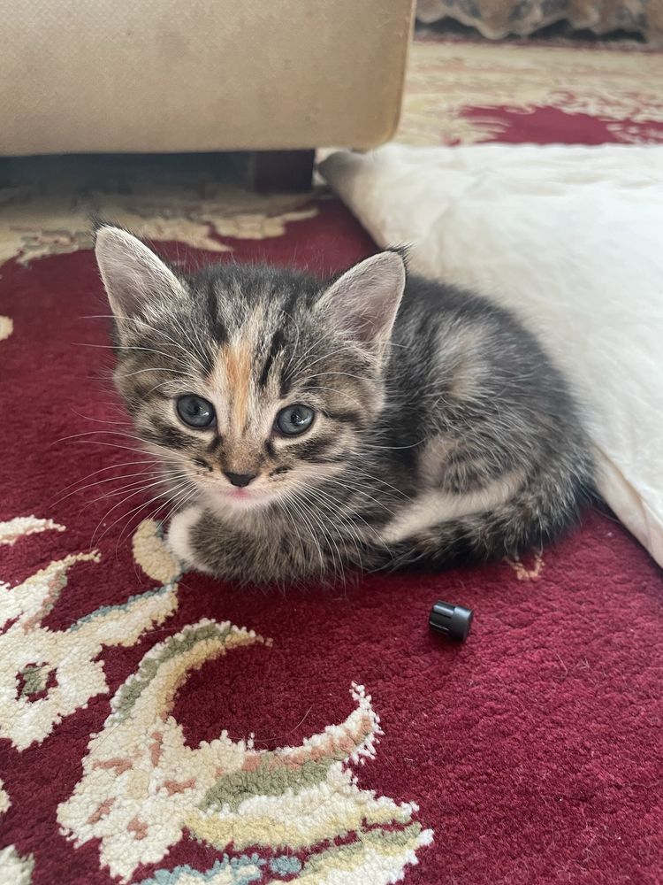 Отдаем котят девочек