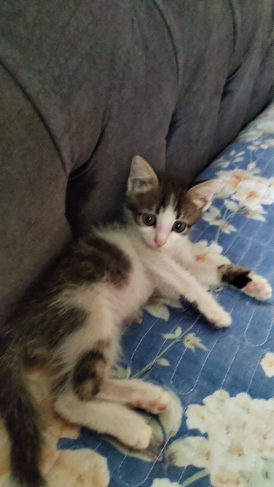Отдам котенка в добрые руки