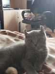 Котенок американская керл