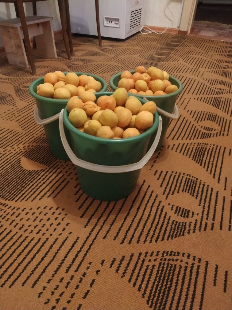 Продам Абрикос свежий прямо с дерева