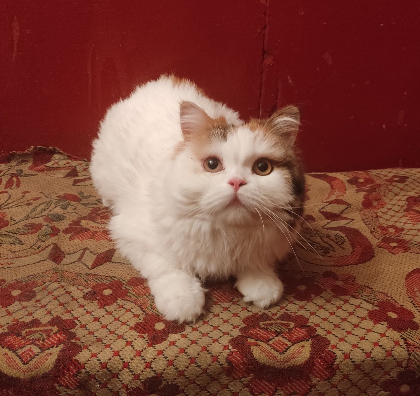 Передержка домашних животных , кошек ,собак