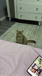 Котенок хорошенький