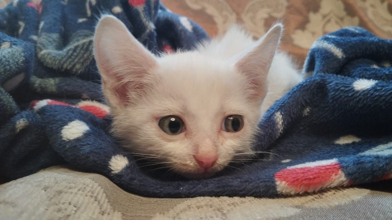 Отдам котёнка в добрые руки бесплатно