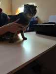 Отдам кота в добрые руки