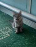 Отдам котят в хорошие руки. Мальчик м девочка. Приученные к лотку