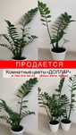 Комнатные цветы ДОЛЛАР