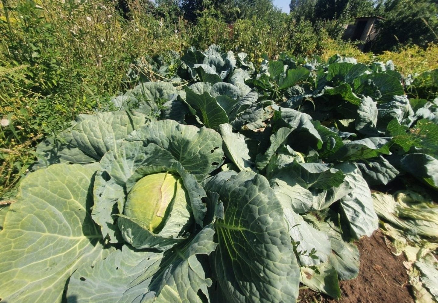 Дача, 6 соток, Фёдоровка, Политех, Чернозём, Под посадку, Теплицы