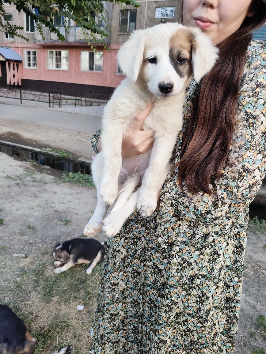 Щенок девочка в надёжные руки
