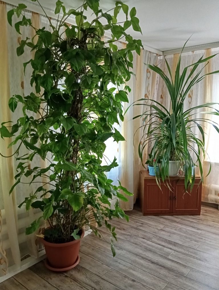 Комнатные растения