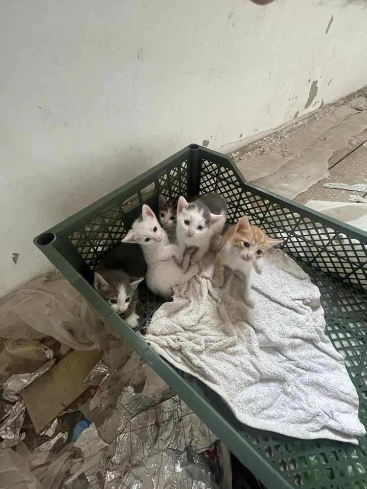 котята отдам бесплатно