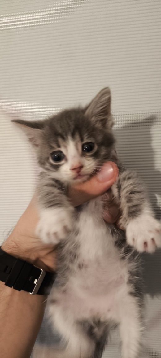 Отдам котят в хорошие руки