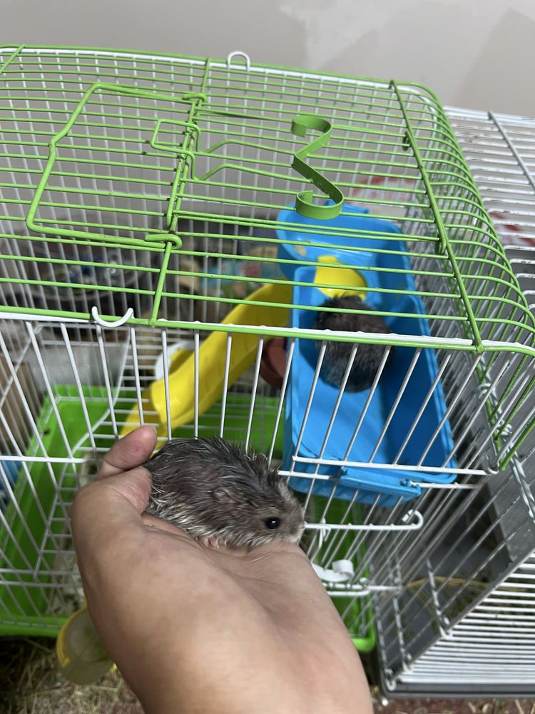Хомяктар бар көп