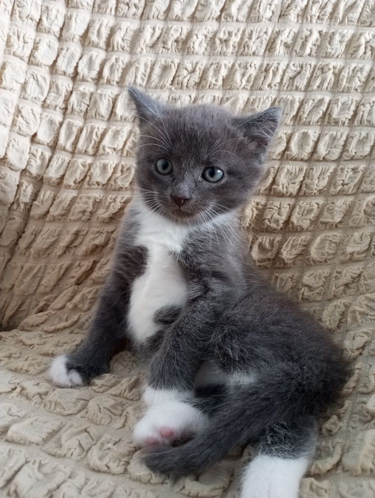 Отдам серенького котенка