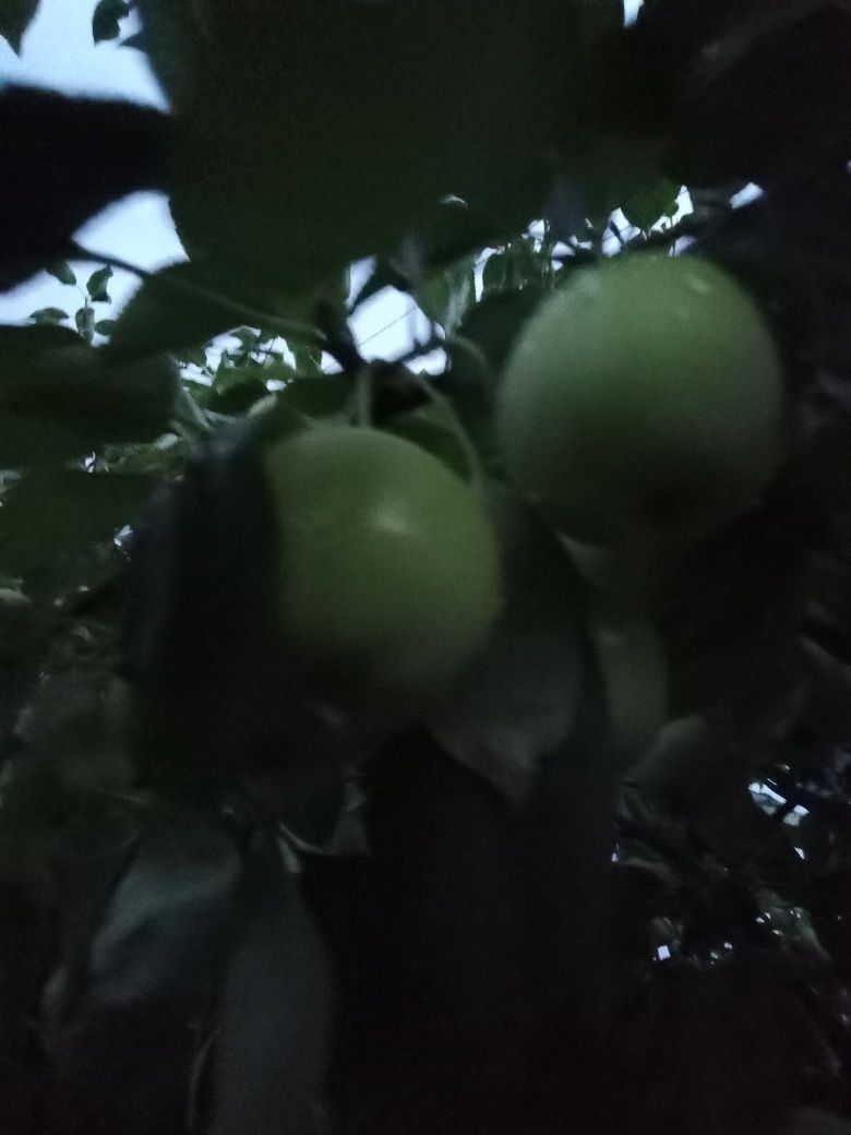 Продам ранетки домашние