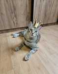 Котенок-подросток ищет дом. Кошка отдается в добрые руки