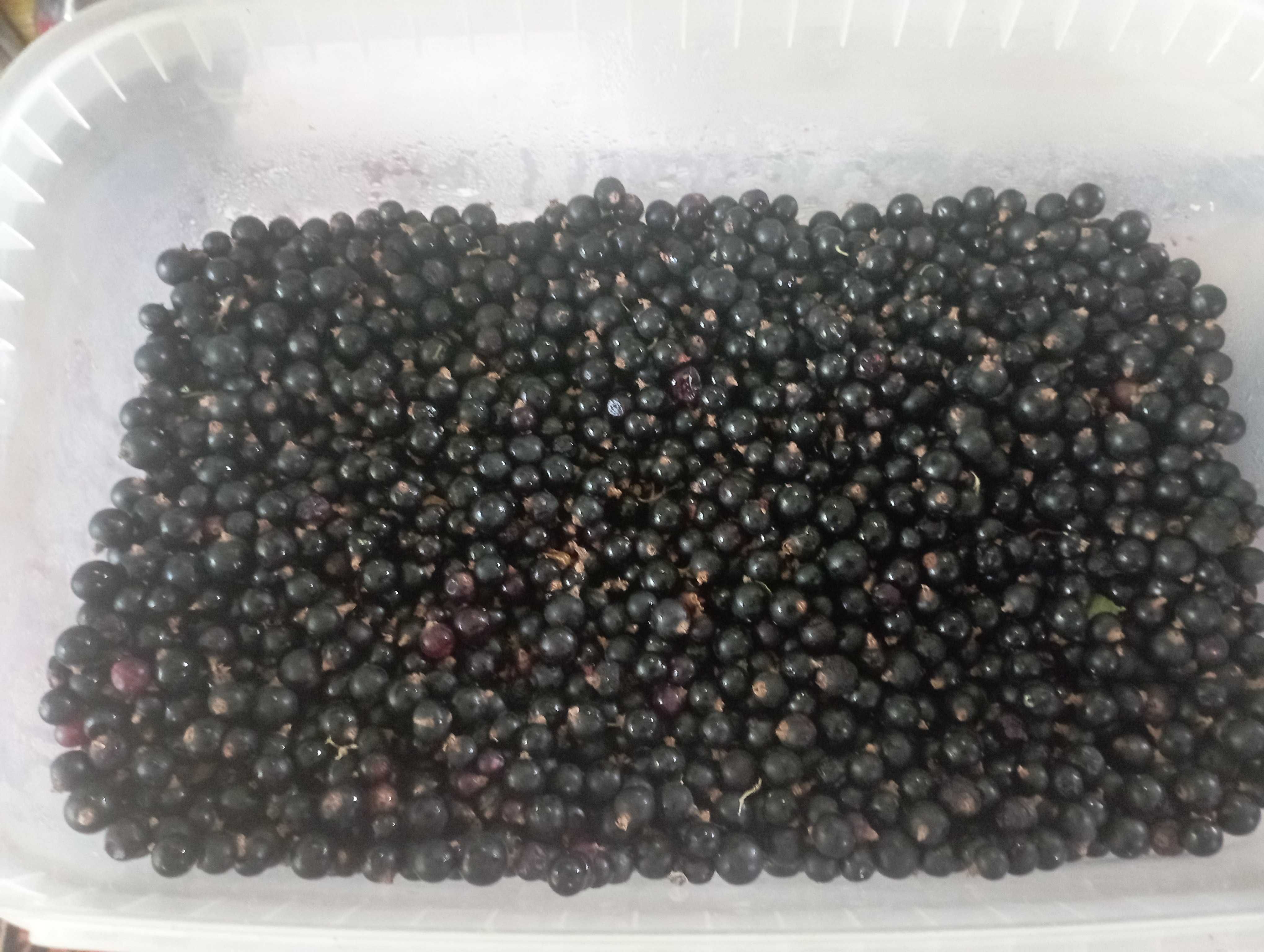 Продам смородину
