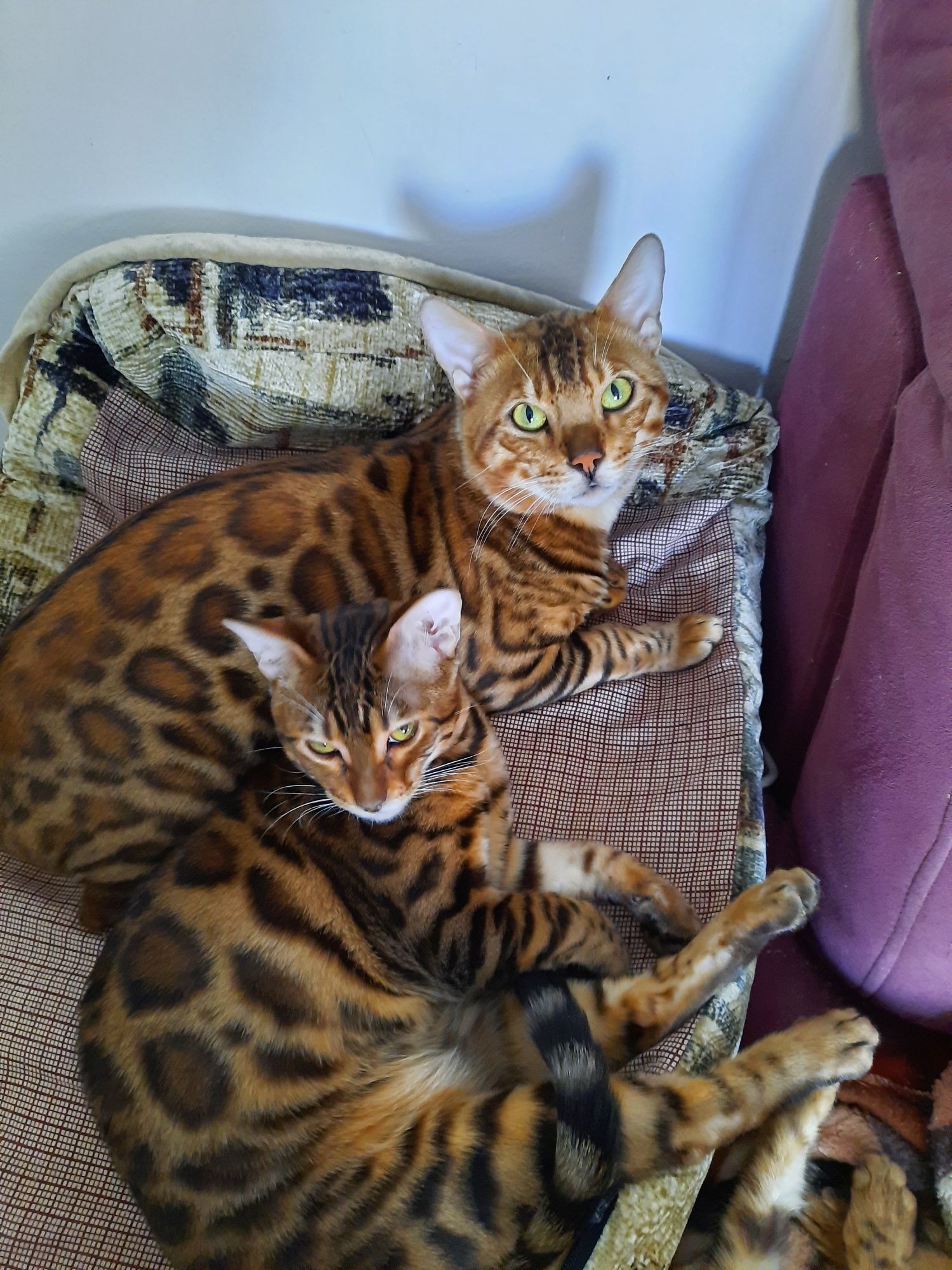 Бенгальский кот на вязку