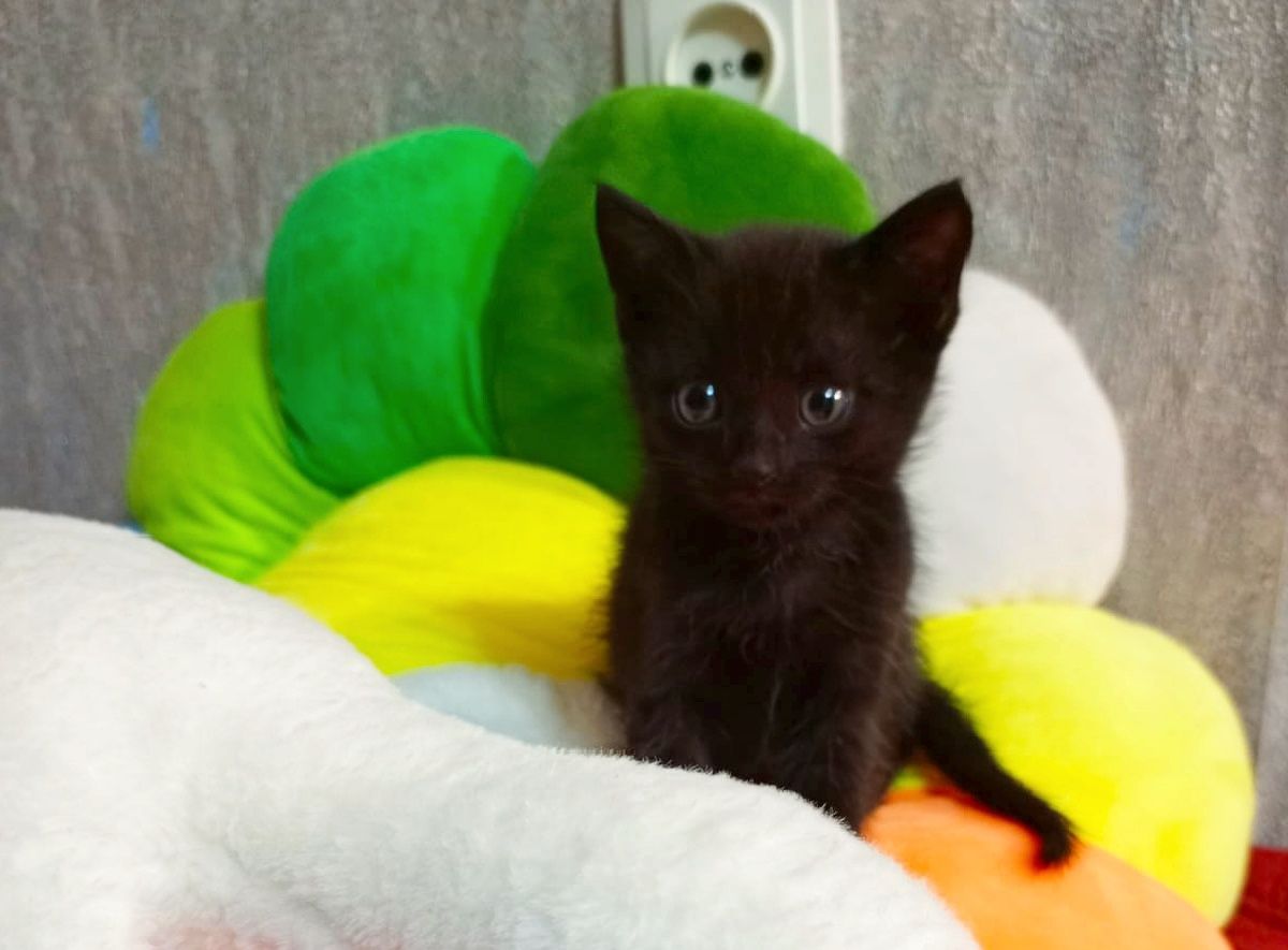 Маленькие котята
