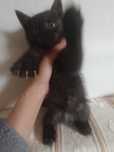 Котенок в добрые руки.