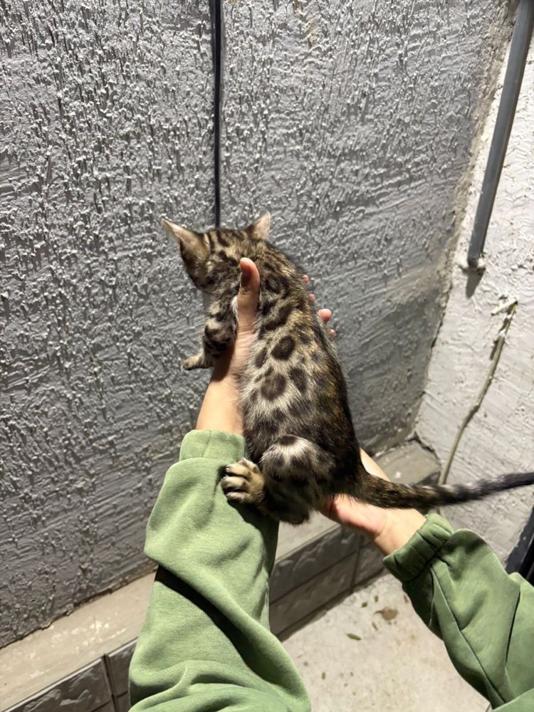 Котята бингальские