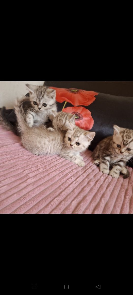 Британские котята