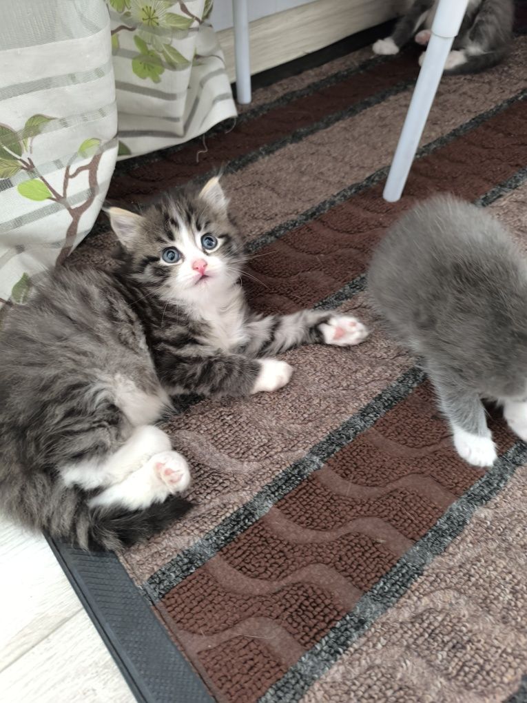 Отдам даром котят