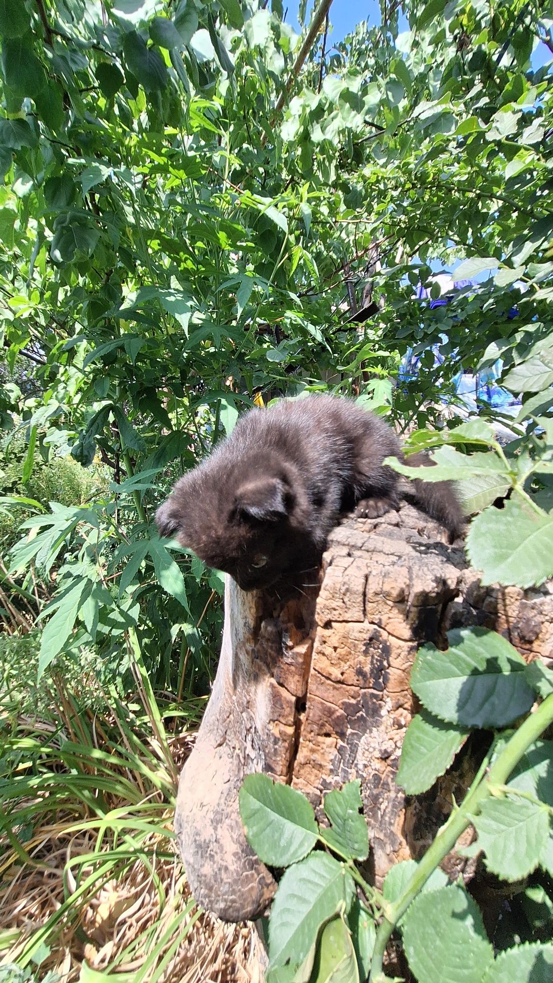Котята 2х месячные в добрые руки