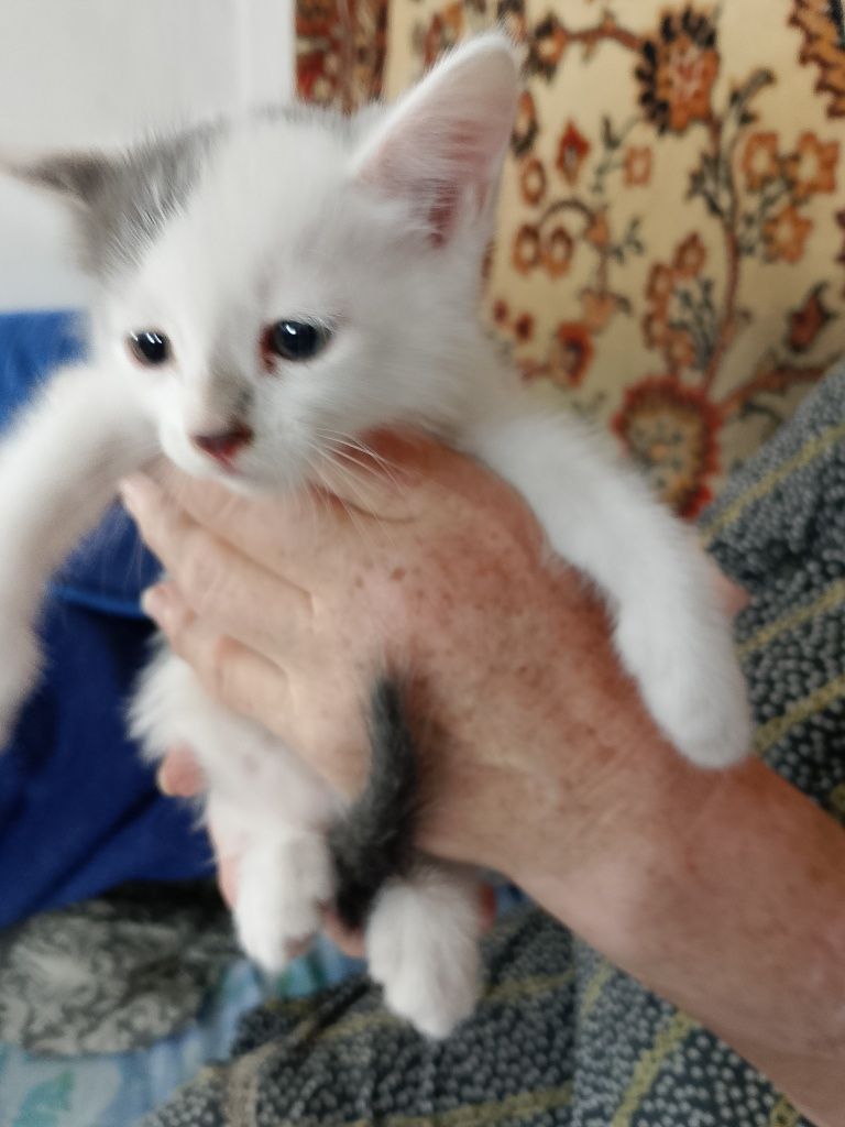 Отдам котят 3девочки 1мальчик