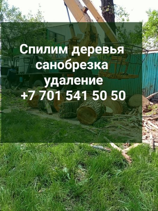 услуги по спилу и удалению деревьев. спилить спил обрезка