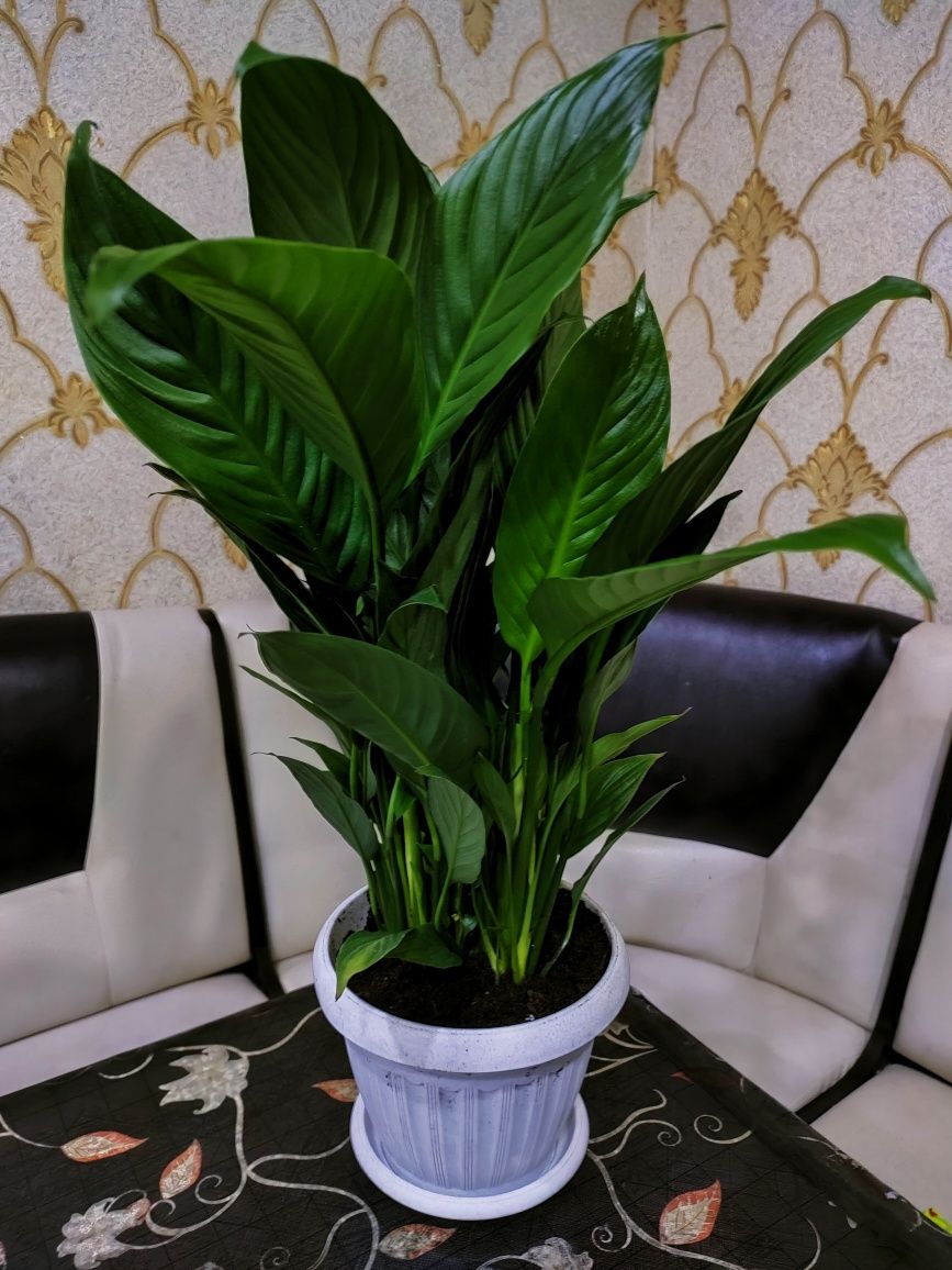 Комнатные цветы, доставка
