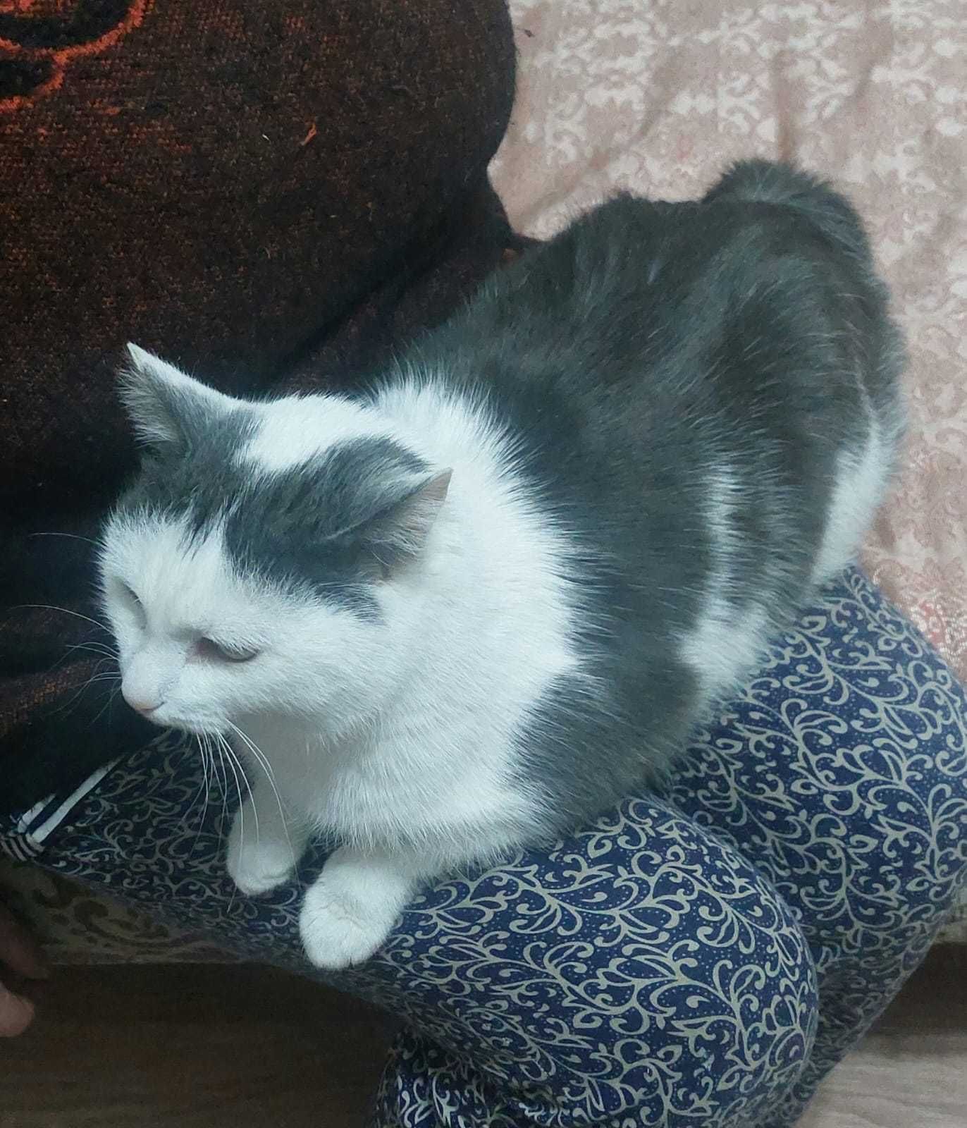Кот Янис в ответственные руки