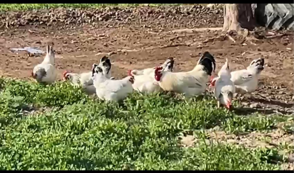Яйцо Адлер, адлер жұмыртқасы